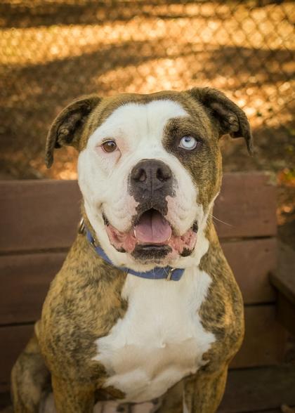 Aggie 58525, a Adoptable mixed breed in Aiken, SC image 1/2