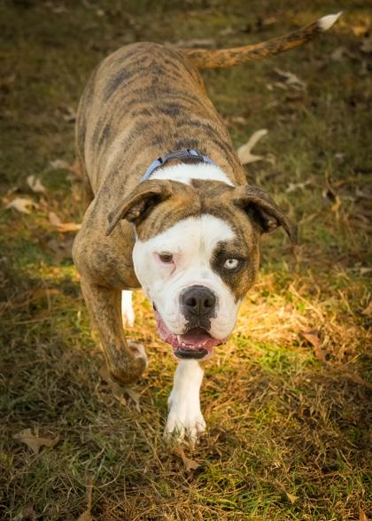 Aggie 58525, Adoptable, Adult Female Boxer & Mixed Breed.