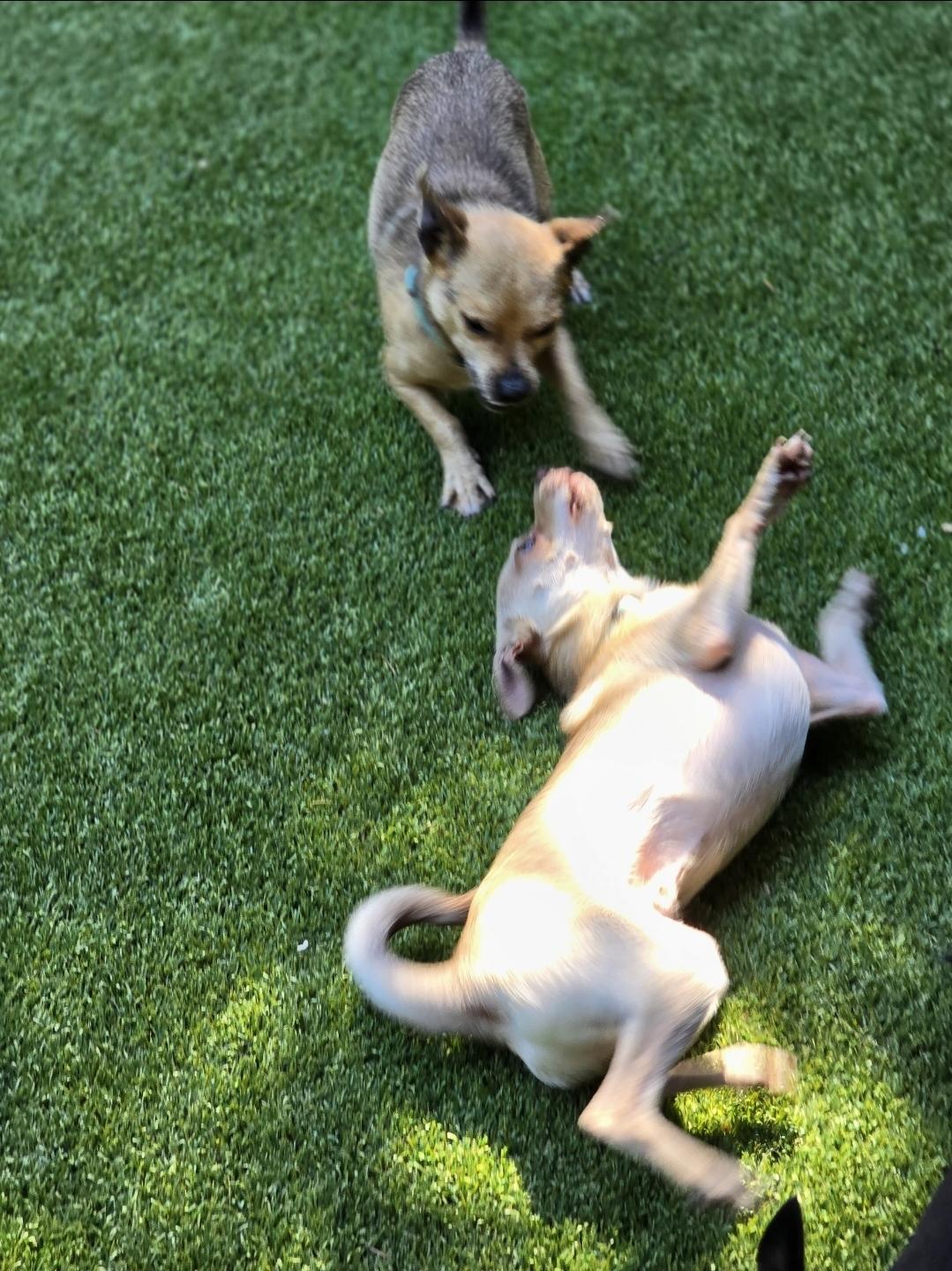 Schmidt, a Adoptable mixed breed image 4/5