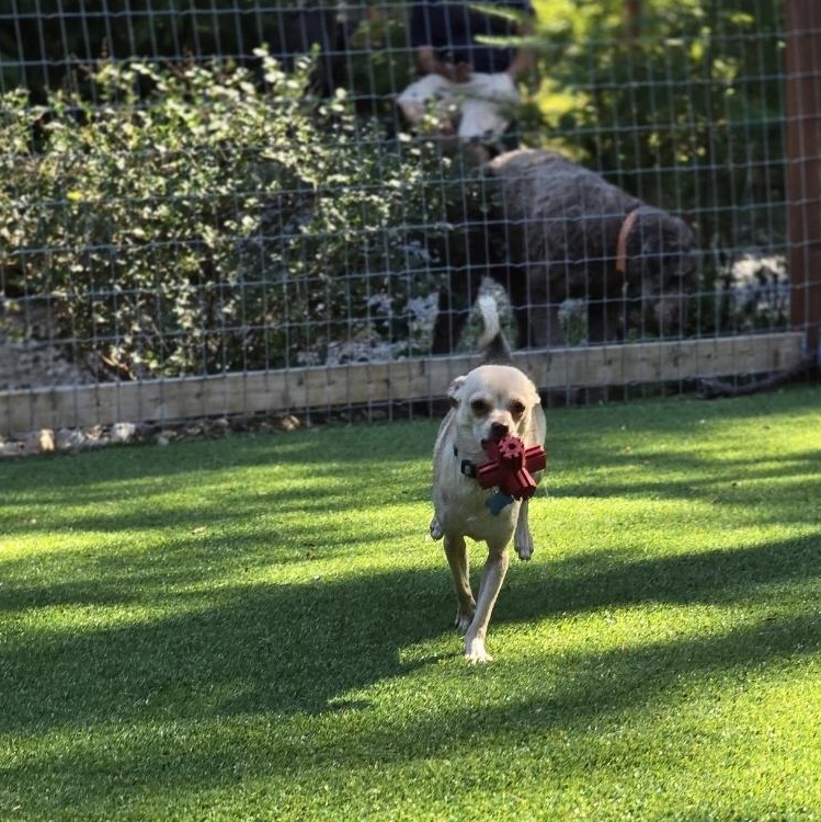 Schmidt, a Adoptable mixed breed image 5/5