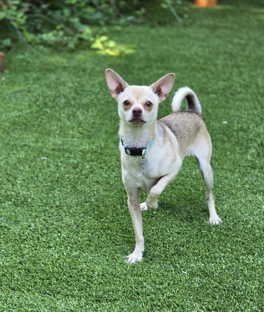 Schmidt, a Adoptable mixed breed image 3/5