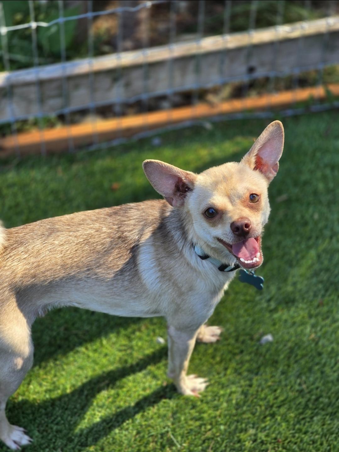 Schmidt, a Adoptable mixed breed image 2/5