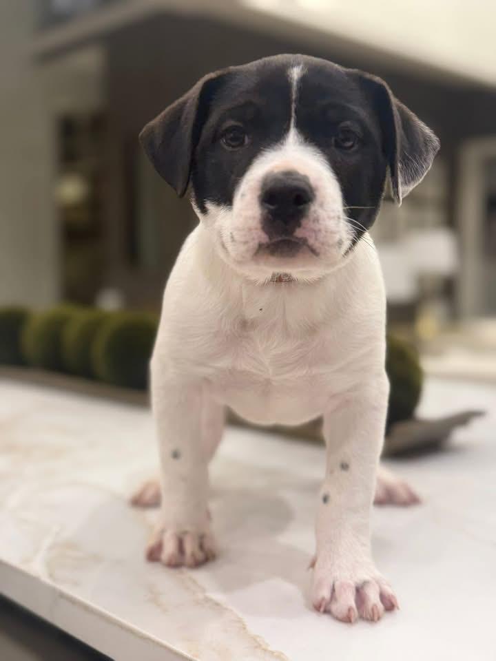 Cousin Eddie (Ruby Sue pup)