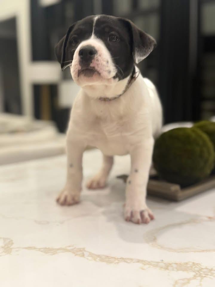 Cousin Eddie (Ruby Sue pup) — thumbnail 3