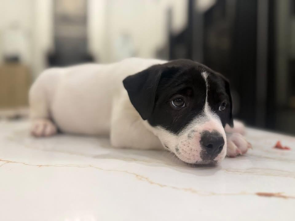 Cousin Eddie (Ruby Sue pup) — thumbnail 4