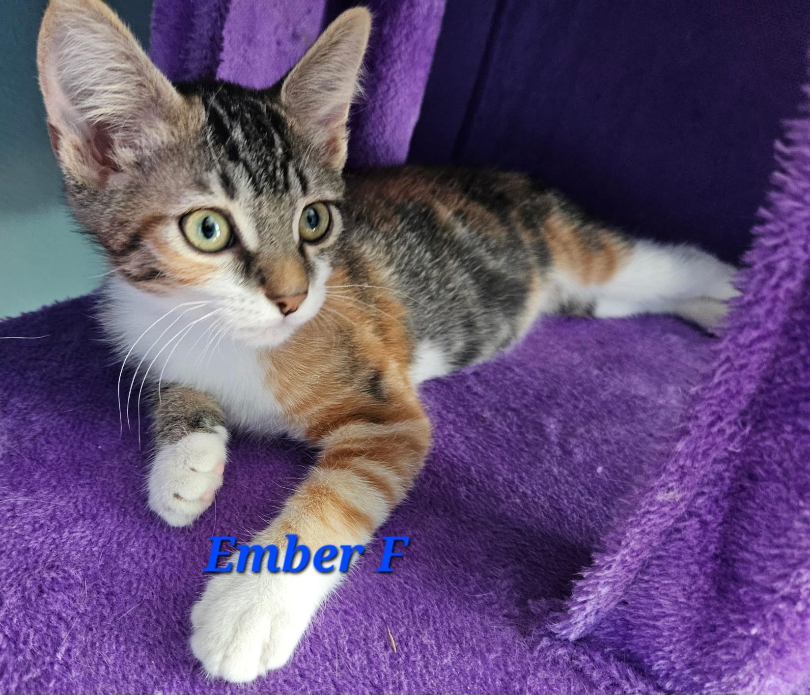 Enlarge Ember, a Adoptable Tabby in Springfield, OR image 1/1