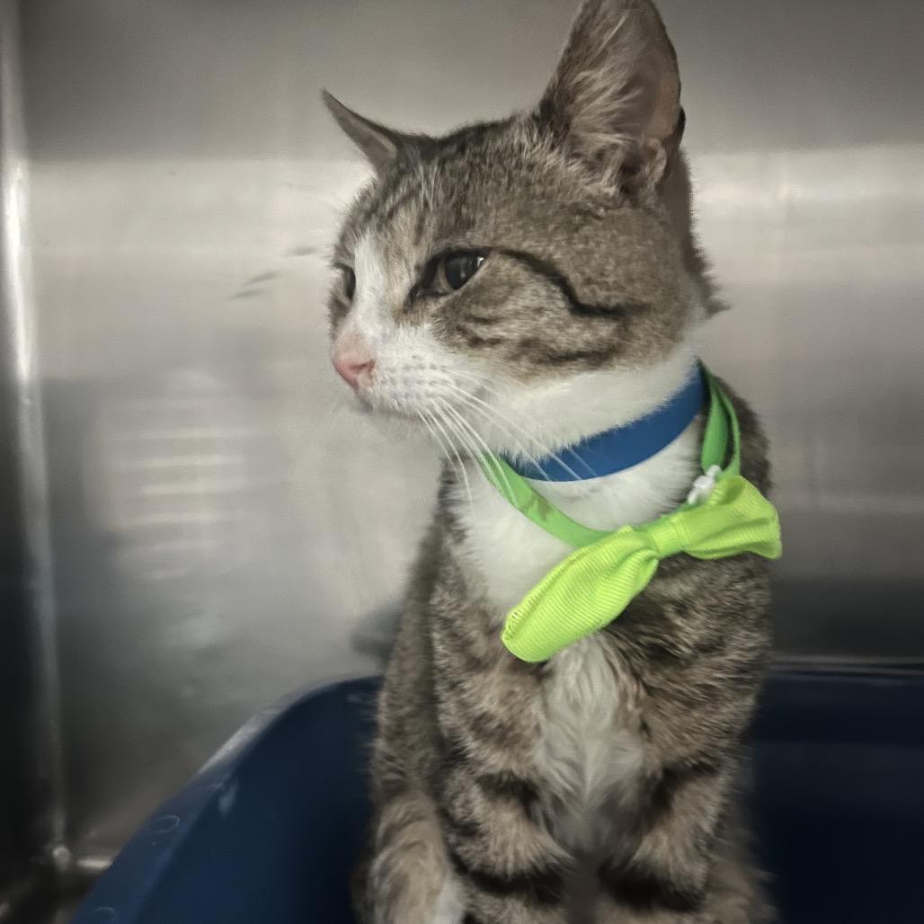 Kirkland — thumbnail 2