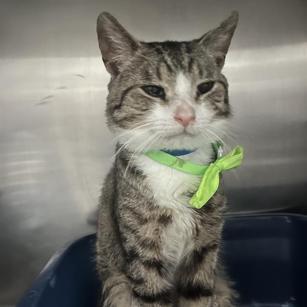 Kirkland — thumbnail 3