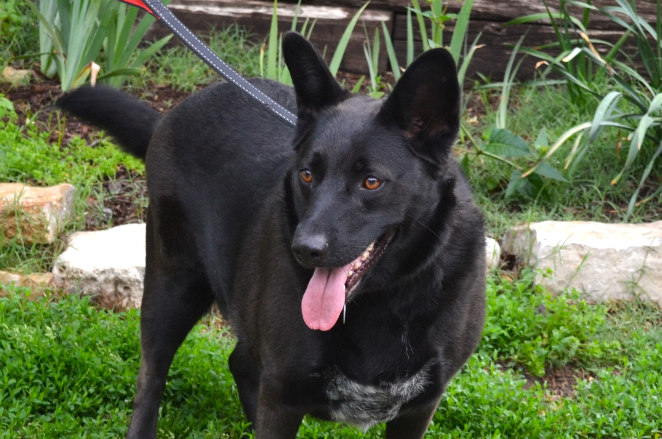 Enlarge Mia, a Adoptable Shepherd in Parkville, MO image 1/6