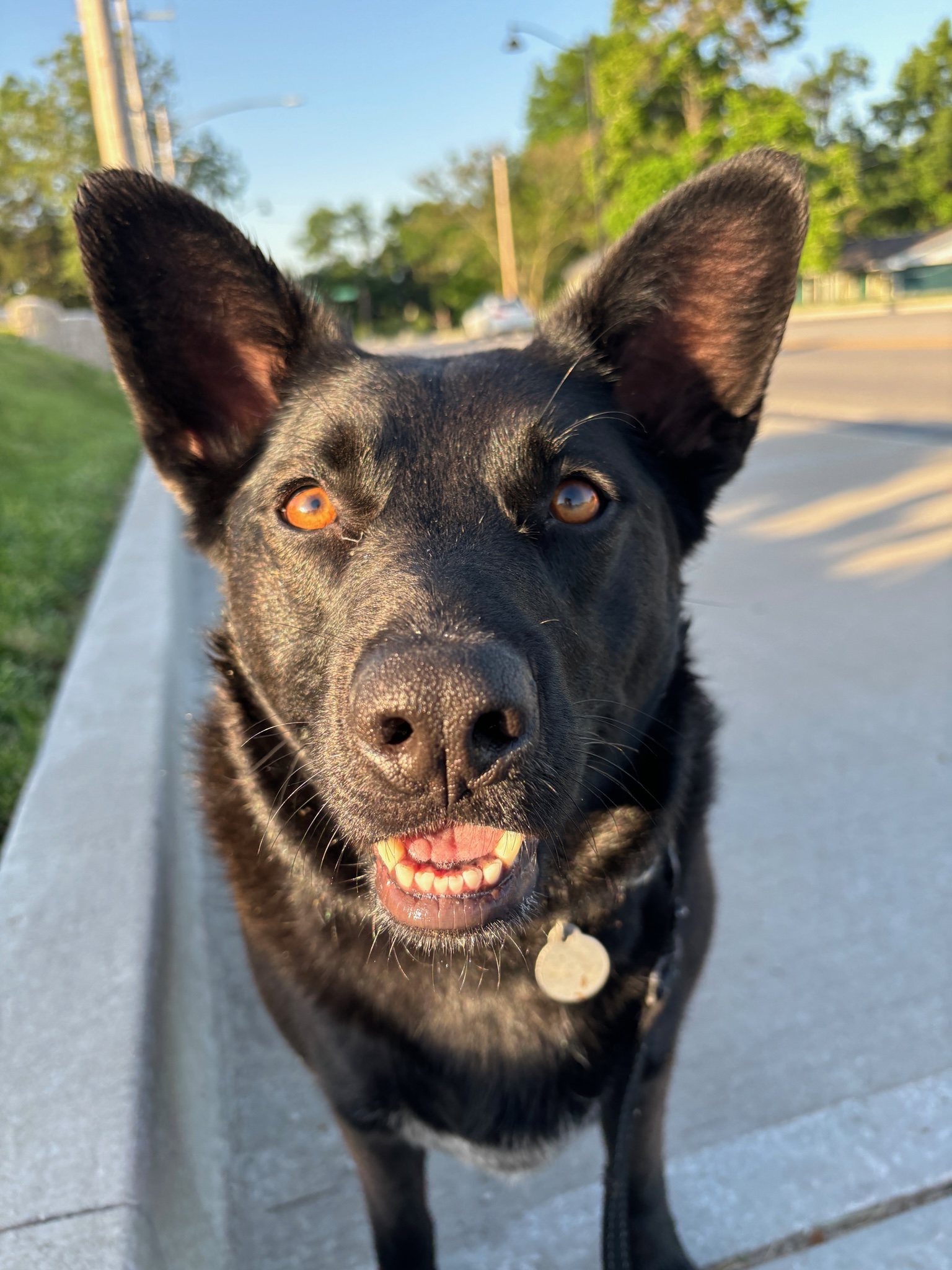 Enlarge Mia, a Adoptable Shepherd in Parkville, MO image 3/6