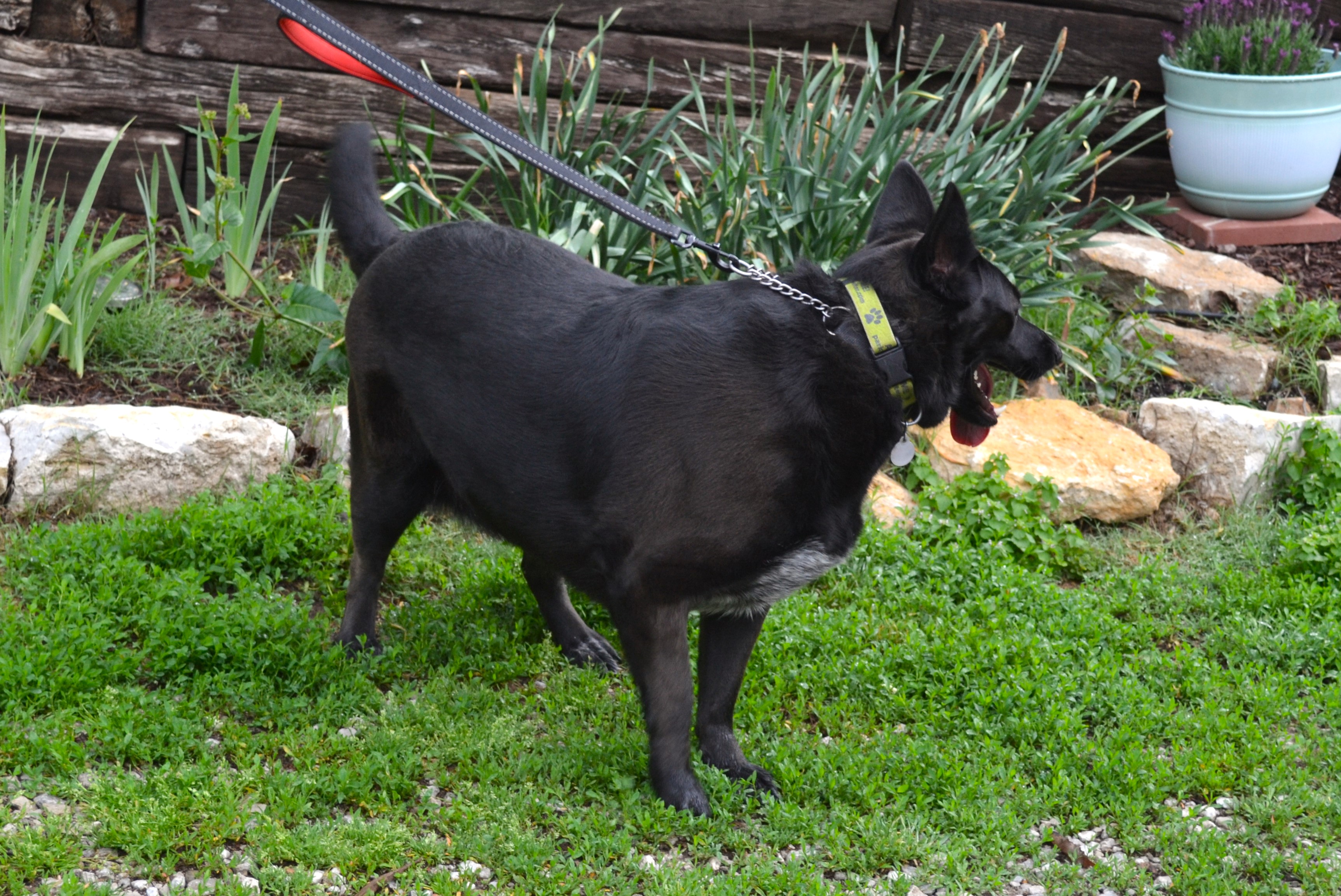 Enlarge Mia, a Adoptable Shepherd in Parkville, MO image 2/6