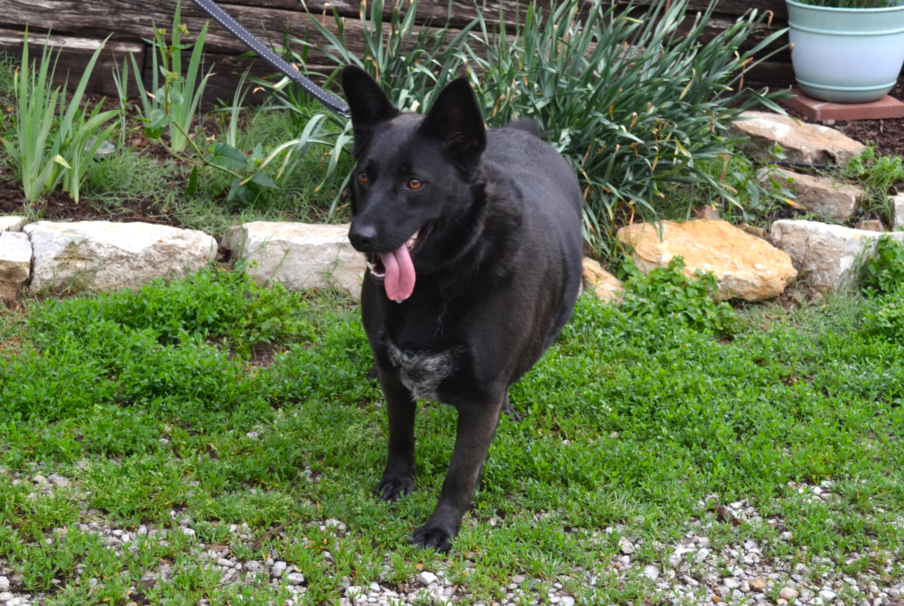 Enlarge Mia, a Adoptable Shepherd in Parkville, MO image 4/6