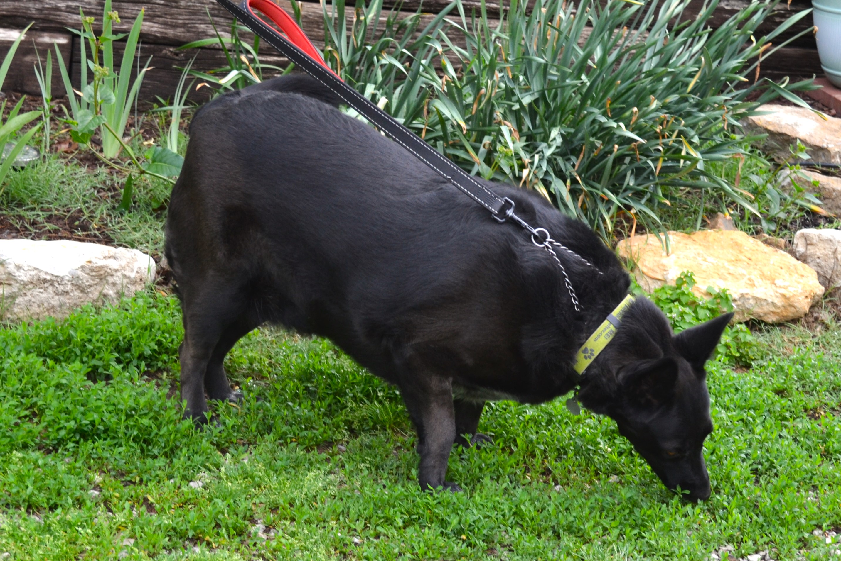 Enlarge Mia, a Adoptable Shepherd in Parkville, MO image 5/6
