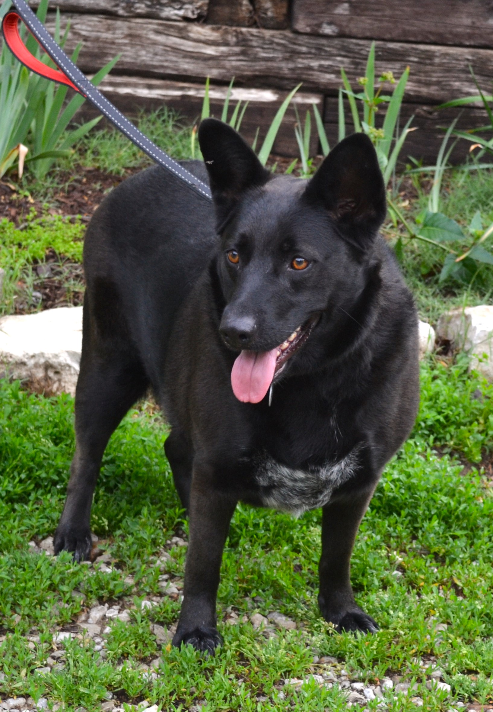 Enlarge Mia, a Adoptable Shepherd in Parkville, MO image 6/6