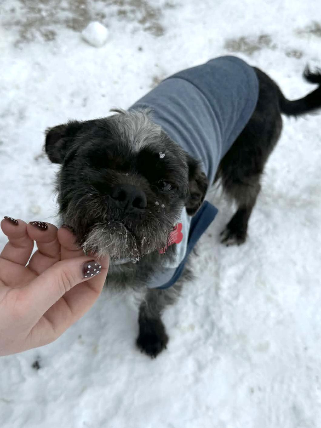 Paul, ADOPTABLE, Adult Male Shih Tzu & Terrier.