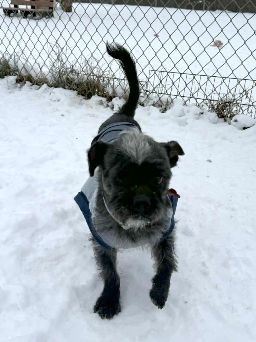 Paul, a ADOPTABLE mixed breed in Onalaska, WI image 2/6