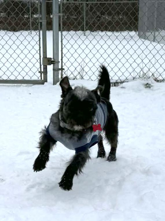 Paul, a ADOPTABLE mixed breed in Onalaska, WI image 3/6
