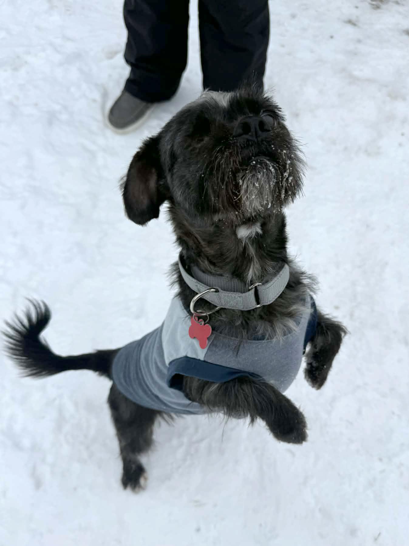 Paul, a ADOPTABLE mixed breed in Onalaska, WI image 4/6