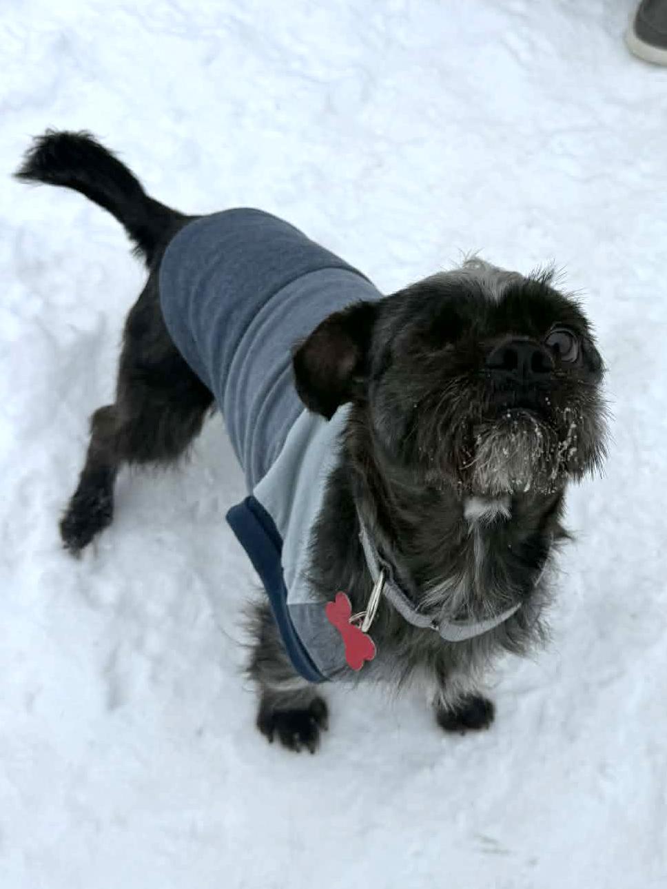 Paul, a ADOPTABLE mixed breed in Onalaska, WI image 5/6