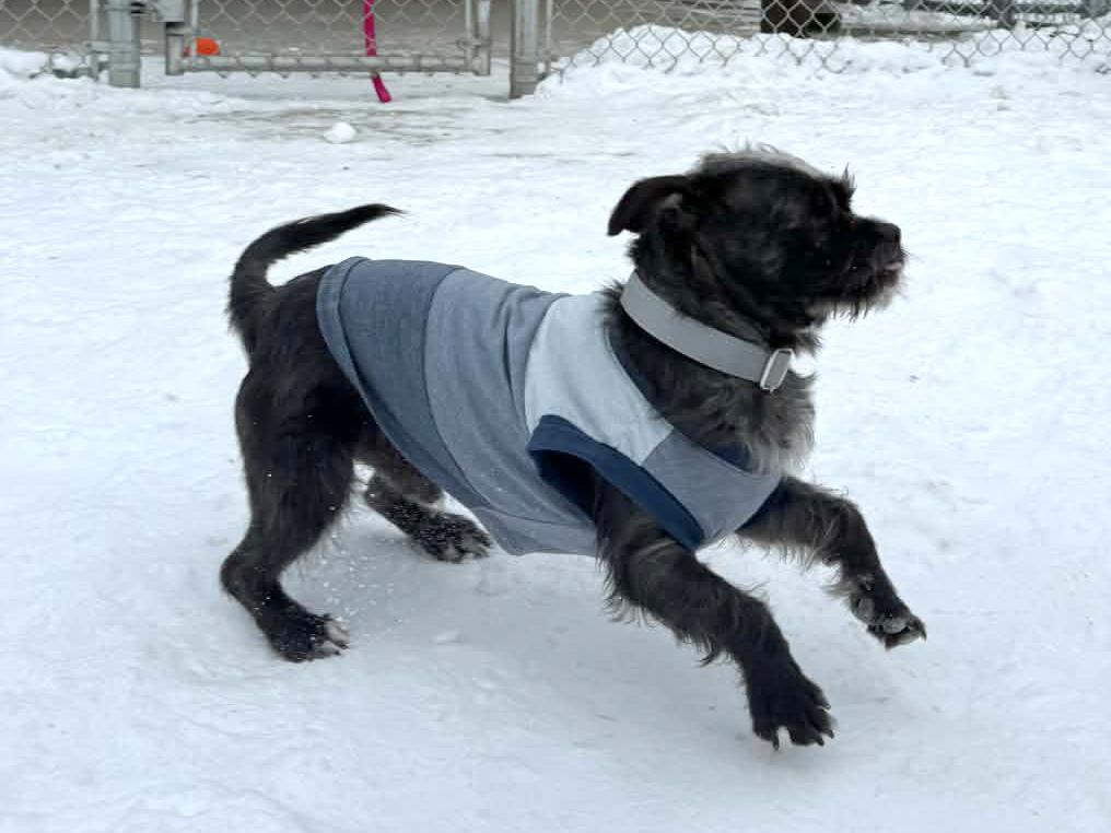 Paul, a ADOPTABLE mixed breed in Onalaska, WI image 6/6