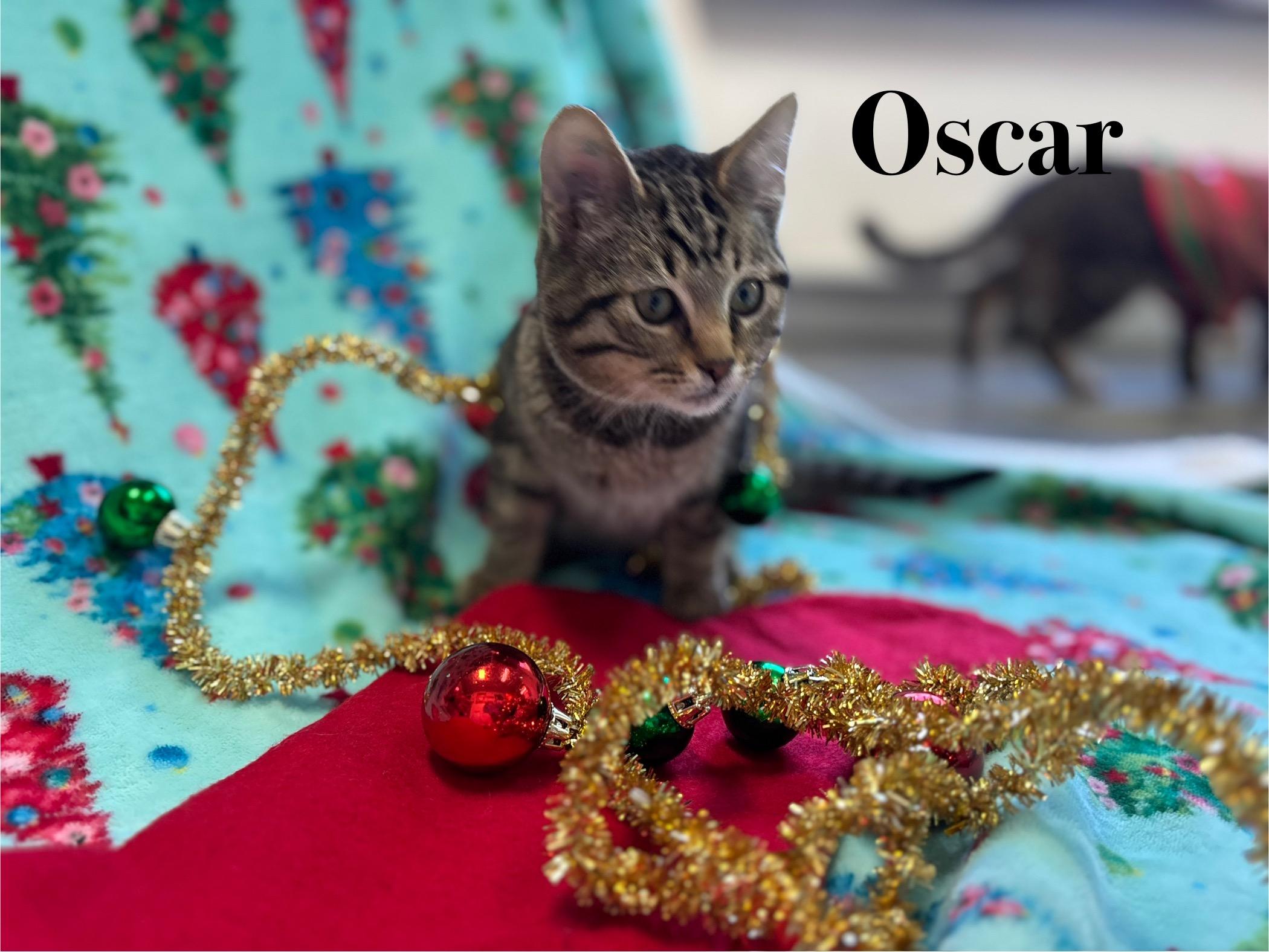 Oscar, a Adoptable Tabby in Crescent City, CA image 3/5