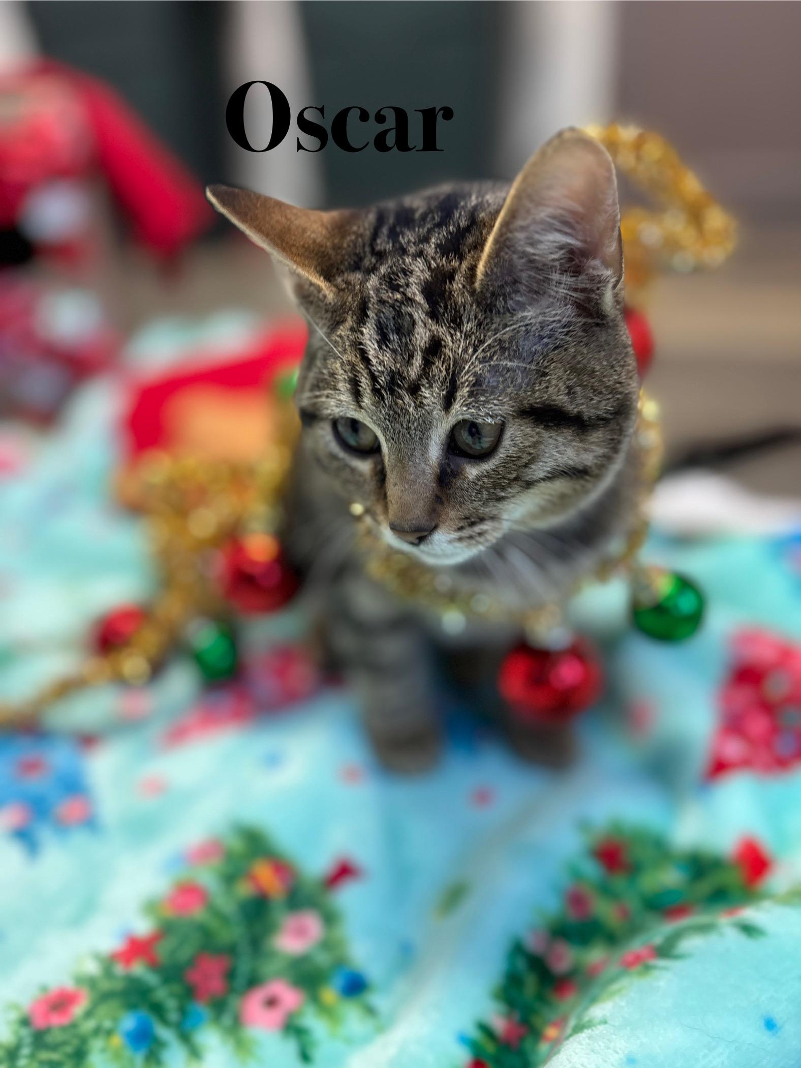 Oscar, a Adoptable Tabby in Crescent City, CA image 4/5