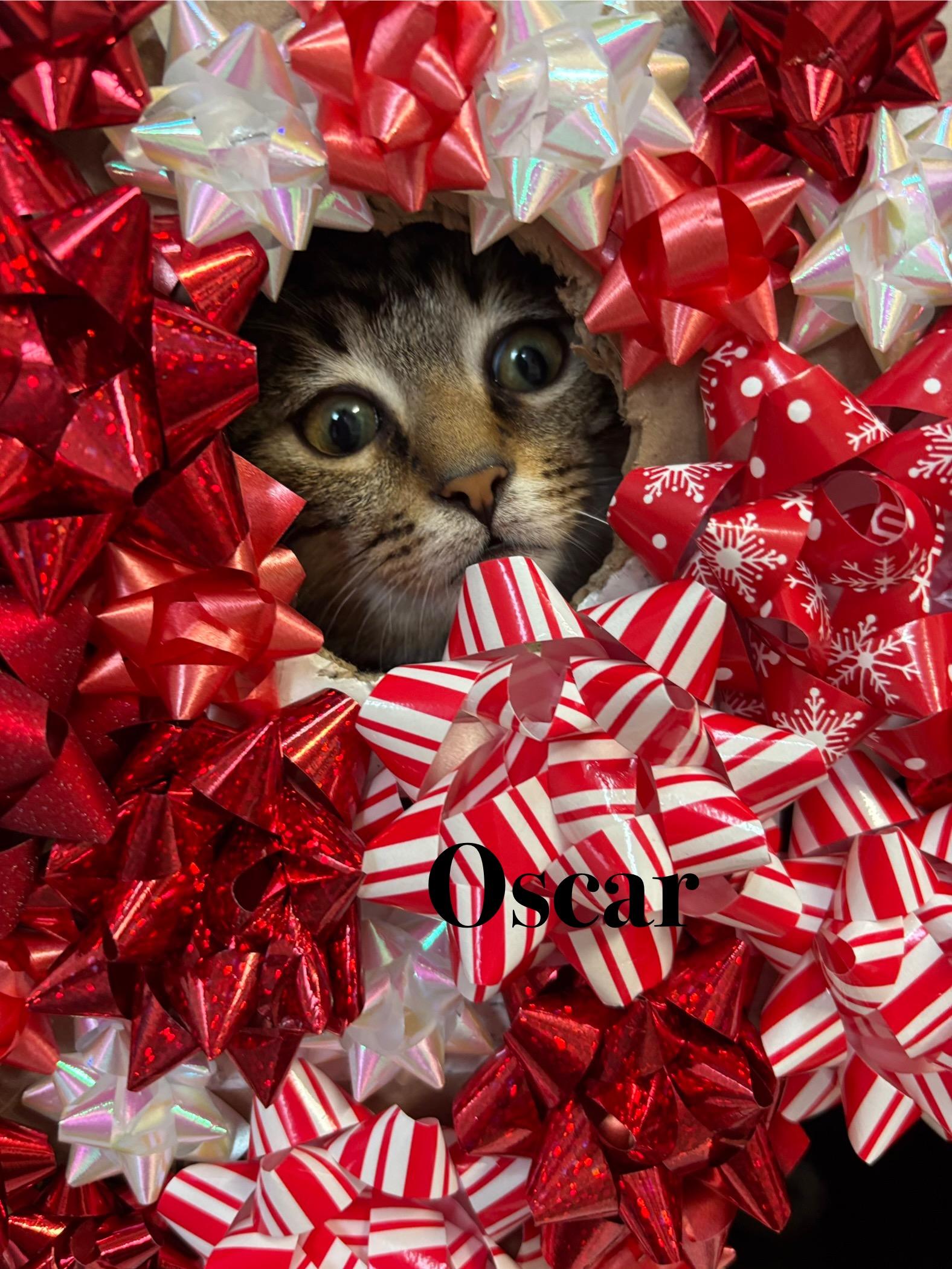 Oscar, a Adoptable Tabby in Crescent City, CA image 2/5