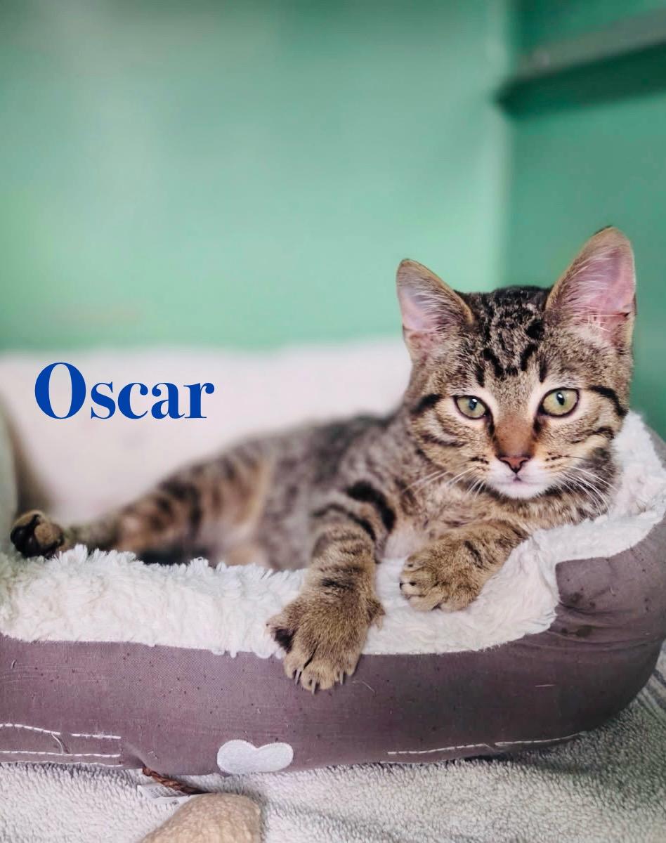 Oscar, a Adoptable Tabby in Crescent City, CA image 5/5