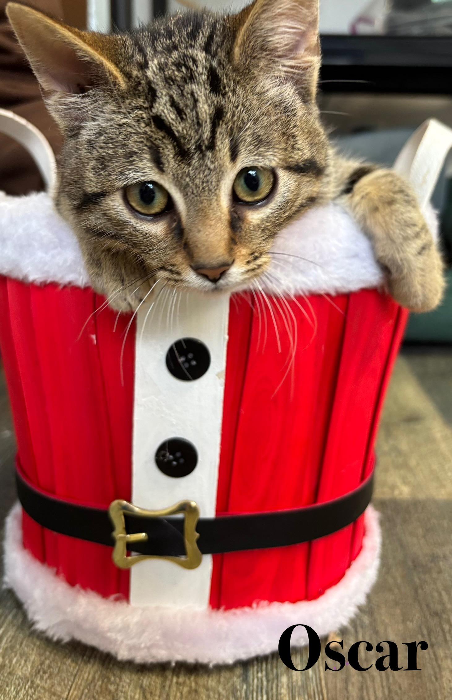 Oscar, Adoptable, Kitten Male Tabby.