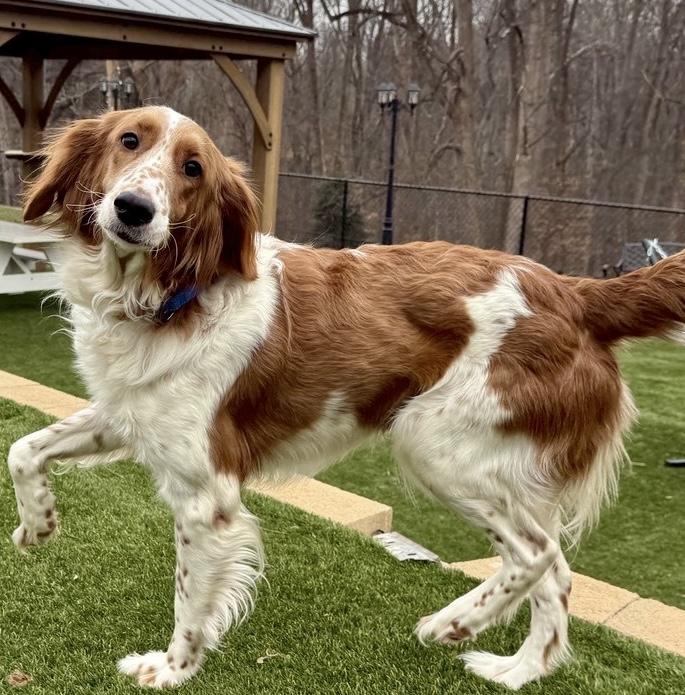 Sugar, ADOPTABLE, Young Female English Springer Spaniel.