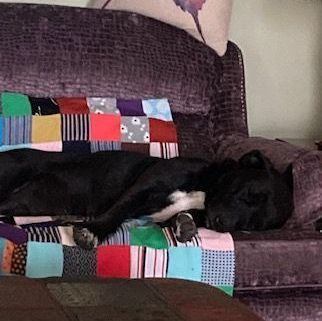 Lily, Adoptable, Adult Female Labrador Retriever & Staffordshire Bull Terrier.