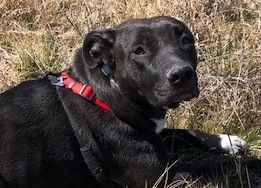 Enlarge Lily, a Adoptable mixed breed in Burleson, TX image 2/6