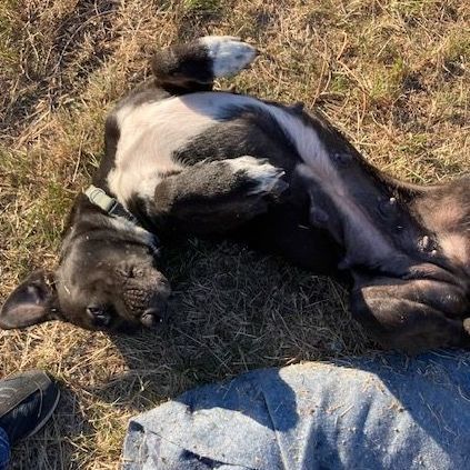 Enlarge Lily, a Adoptable mixed breed in Burleson, TX image 3/6