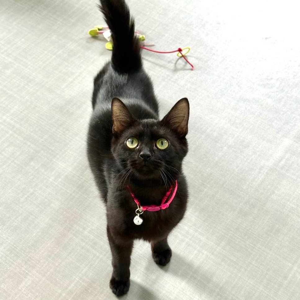 Enlarge Twila, an adopted Domestic Short Hair in Greensburg, PA image 2/5