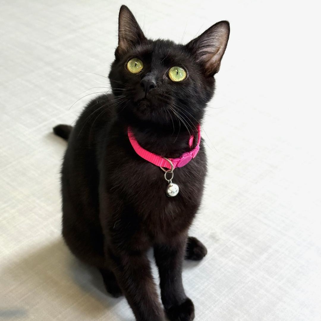 Twila, adopted, Young Female Domestic Short Hair.