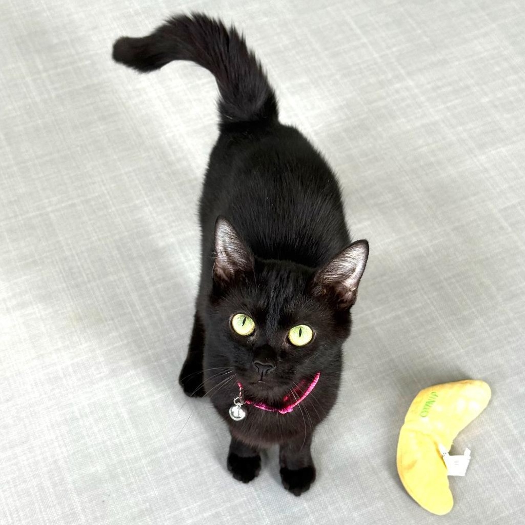 Enlarge Twila, an adopted Domestic Short Hair in Greensburg, PA image 5/5