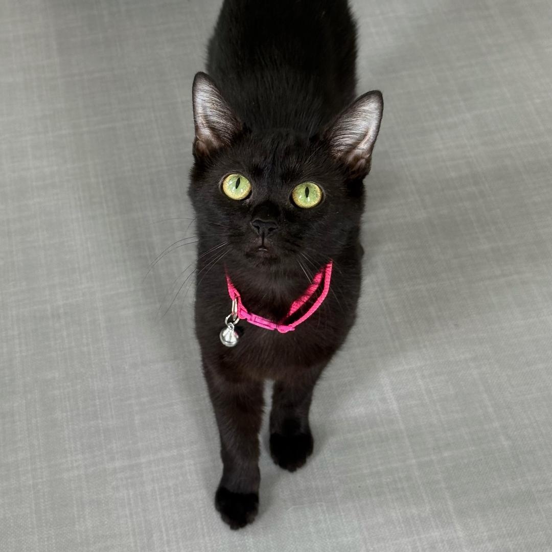 Enlarge Twila, an adopted Domestic Short Hair in Greensburg, PA image 4/5