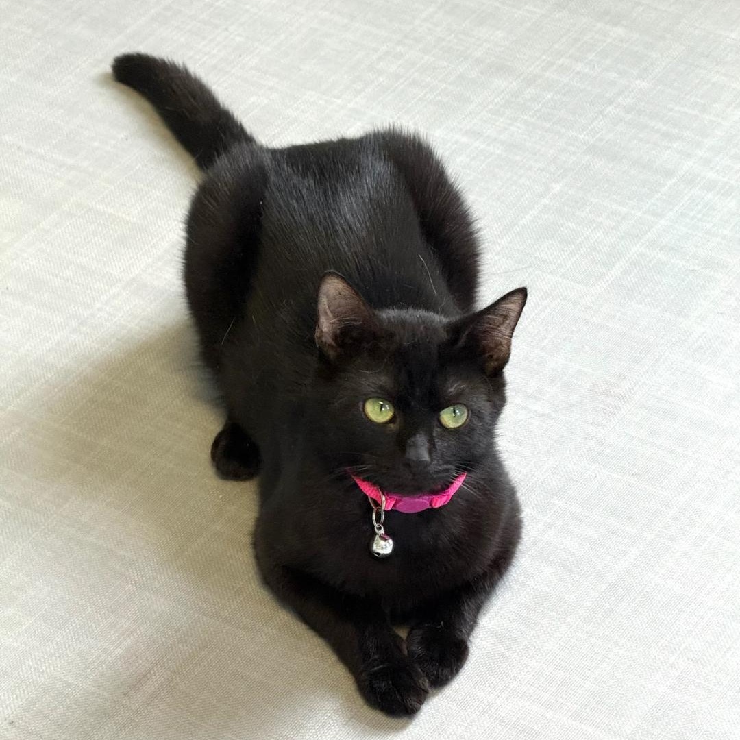 Enlarge Twila, an adopted Domestic Short Hair in Greensburg, PA image 3/5