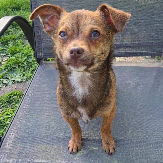 Taquito, a Adoptable mixed breed in Normal, IL image 3/6