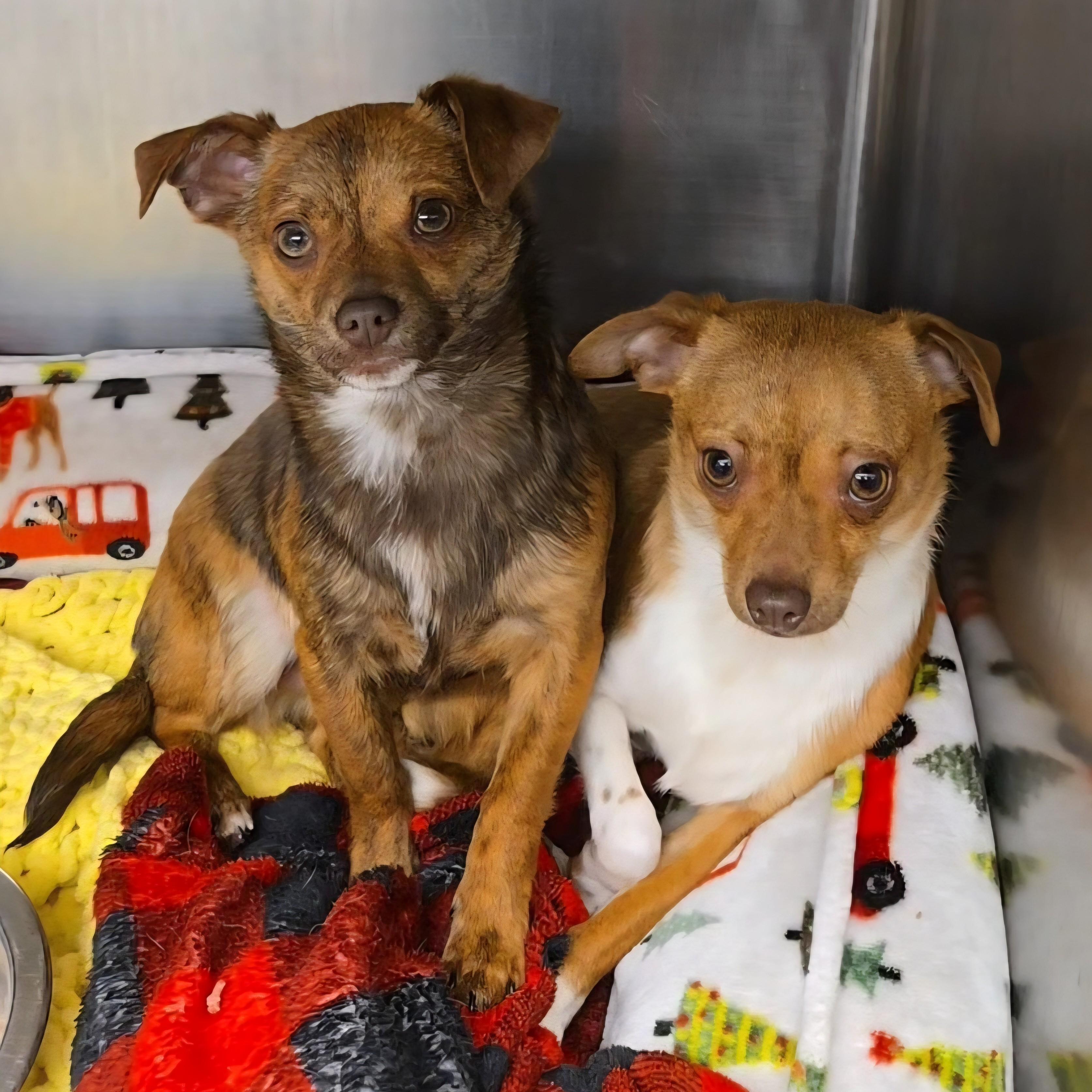 Taquito, a Adoptable mixed breed in Normal, IL image 6/6