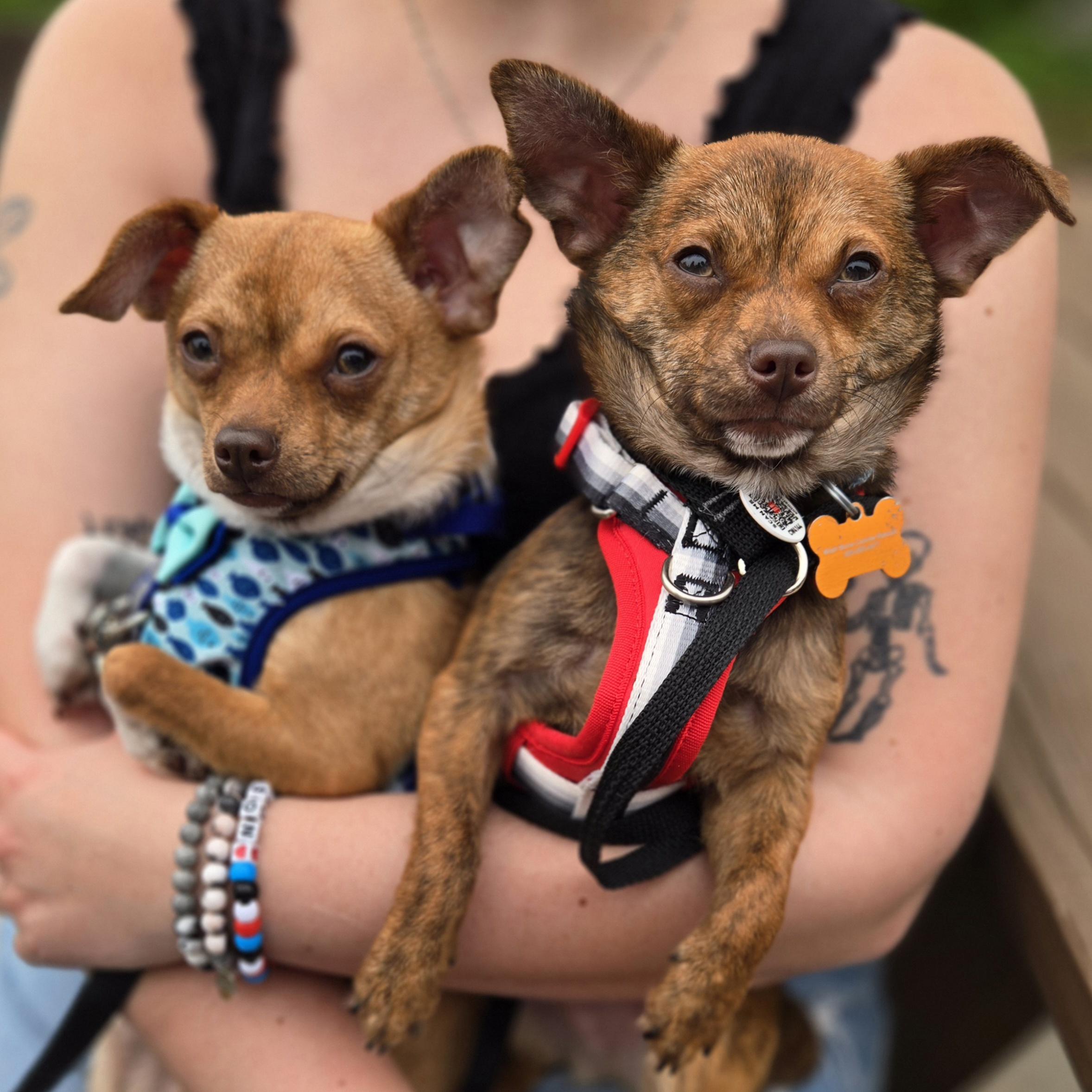 Taquito, a Adoptable mixed breed in Normal, IL image 4/6