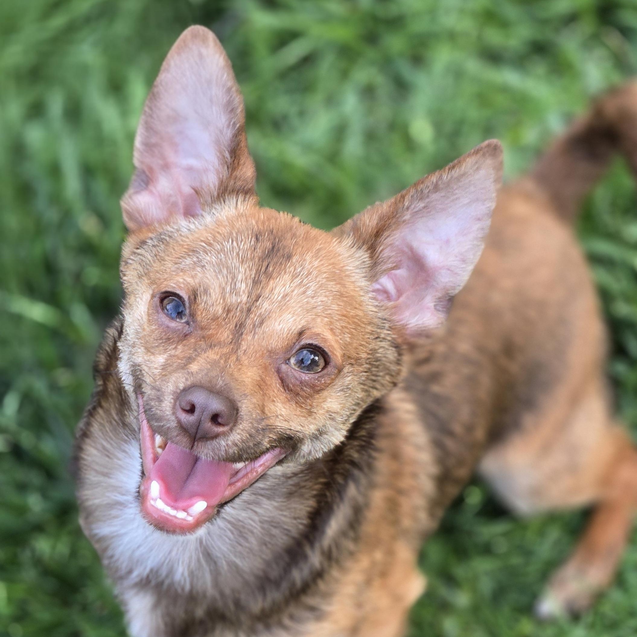 Taquito, Adoptable, Puppy Male Chihuahua & Mixed Breed.