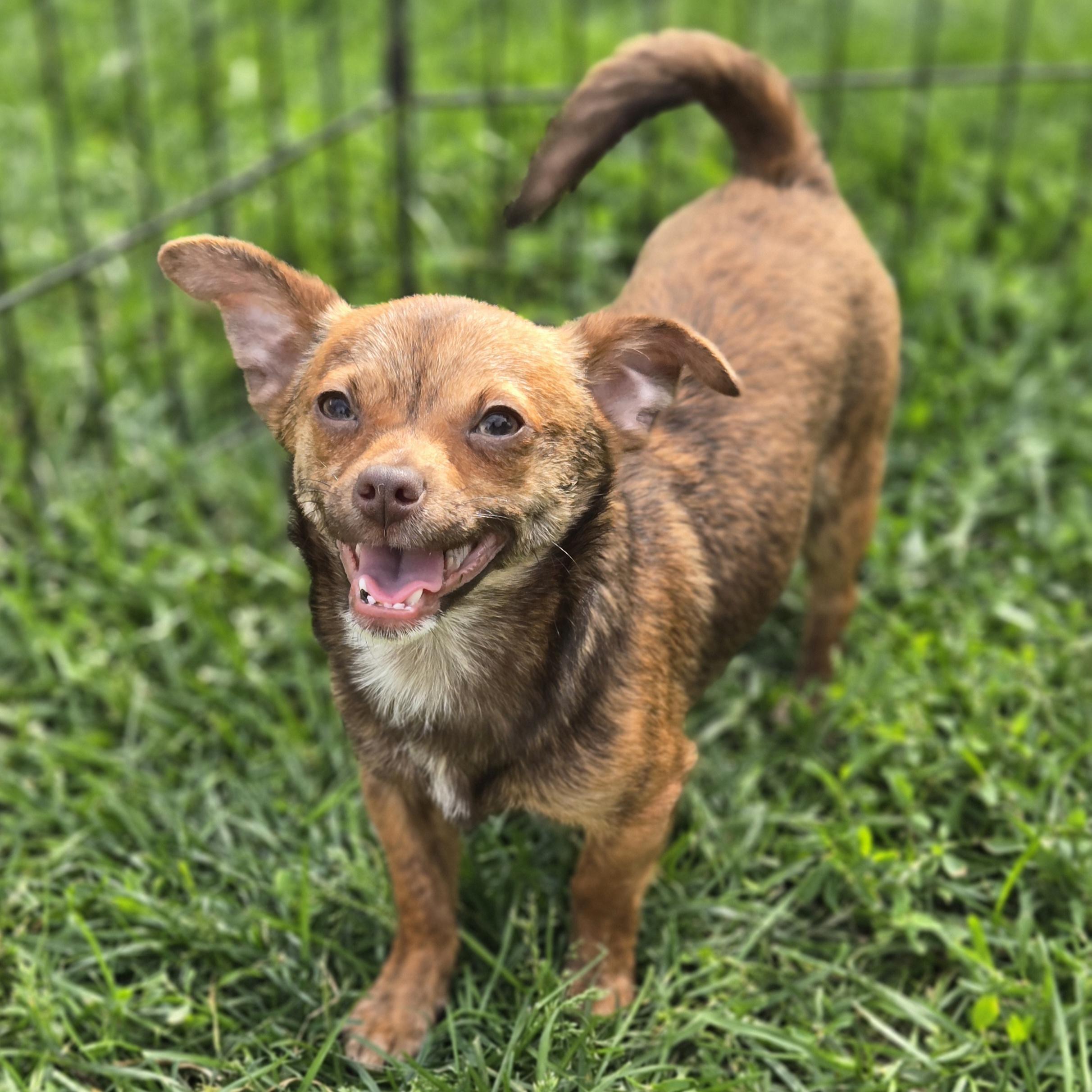 Taquito, a Adoptable mixed breed in Normal, IL image 2/6