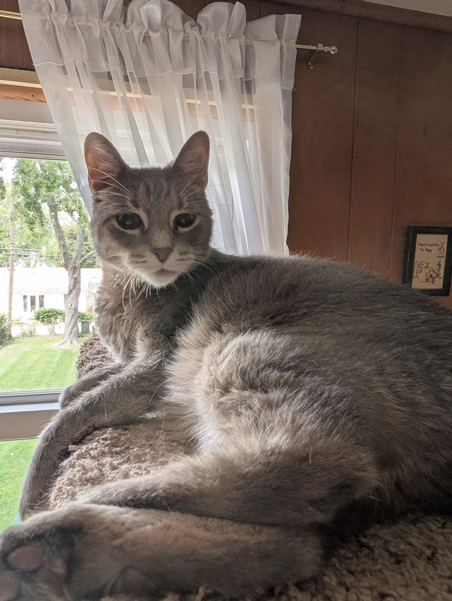 Chase, Adoptable, Adult Male Domestic Short Hair.