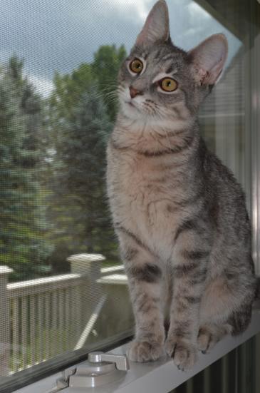 Enlarge Chase, a Adoptable Domestic Short Hair in Williamston, MI image 2/3