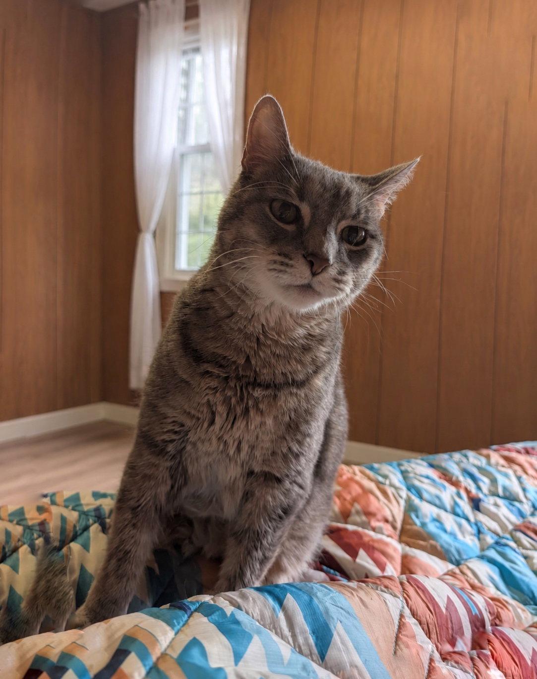 Enlarge Chase, a Adoptable Domestic Short Hair in Williamston, MI image 3/3