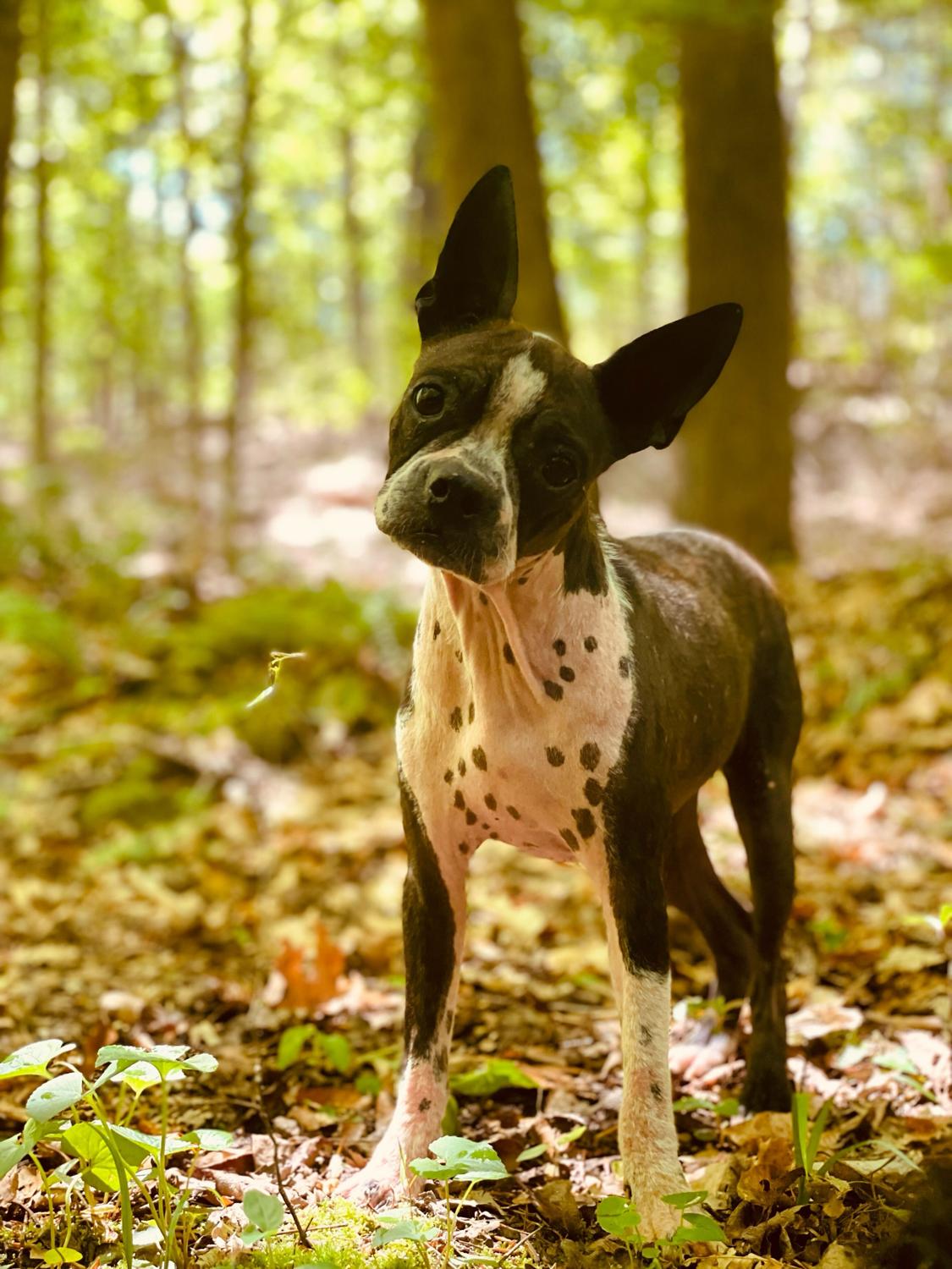 Enlarge Diamond Moon Mar 25, a Adopted Boston Terrier in Pacolet, SC image 1/3