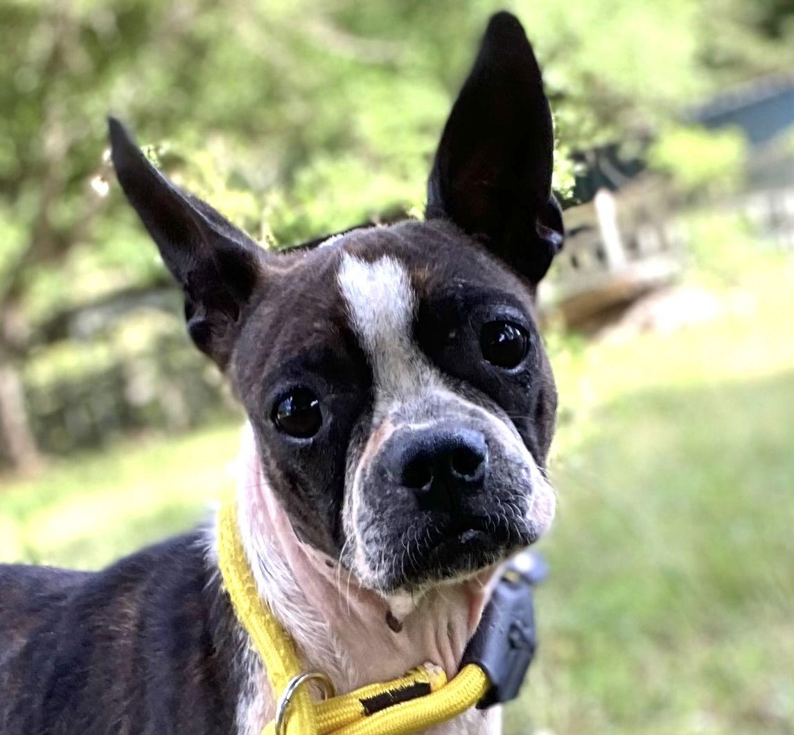 Enlarge Diamond Moon Mar 25, a Adopted Boston Terrier in Pacolet, SC image 2/3