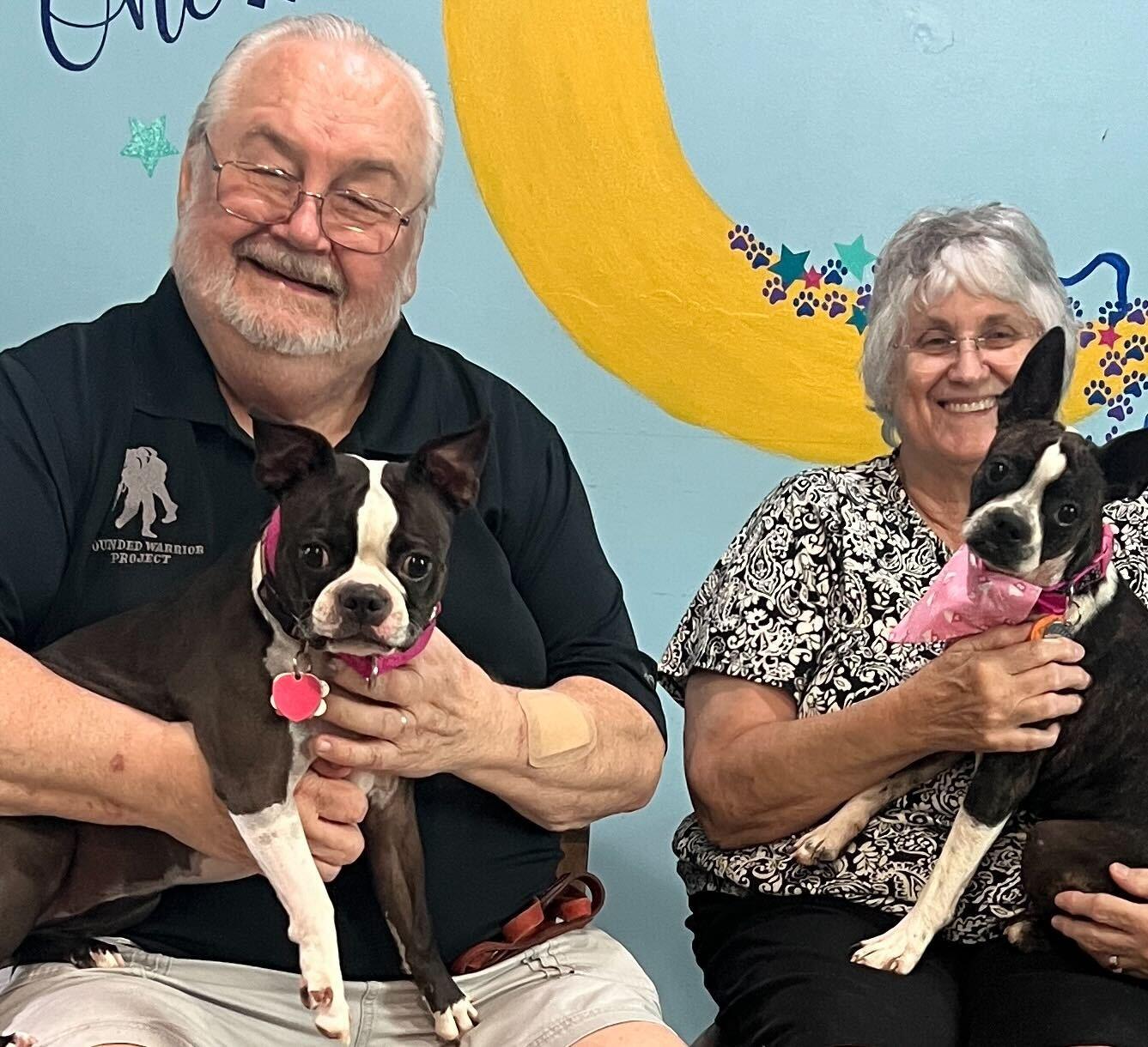 Enlarge Diamond Moon Mar 25, a Adopted Boston Terrier in Pacolet, SC image 3/3