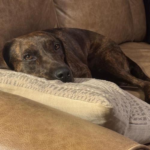 Enlarge Mabel, a Adoptable mixed breed in Washington, DC image 3/6